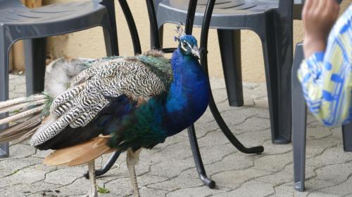 20220917_Walter_Zoo_Gossau_1070094