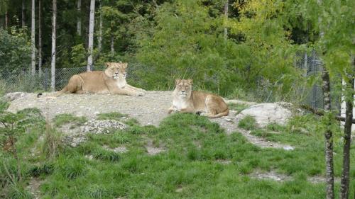 20220917_Walter_Zoo_Gossau_1070100