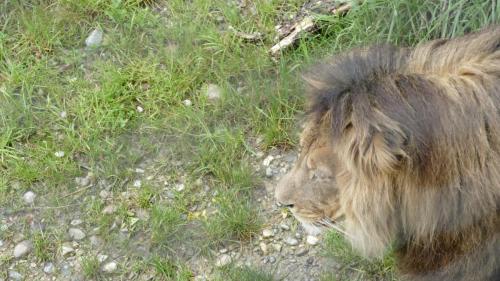 20220917_Walter_Zoo_Gossau_1070102